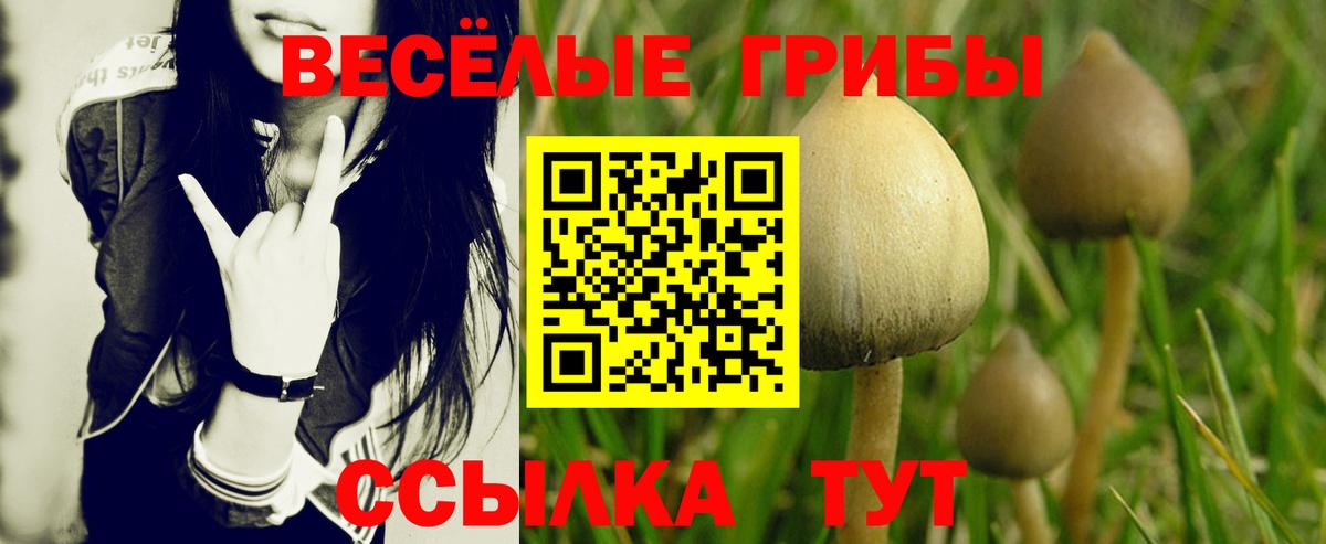 Псилоцибиновые грибы Cubensis Саянск